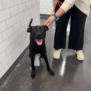 Maya -  Black Labrador Retriever Dog for Adoption in Morganton, North Carolina - Maya | PetCurious