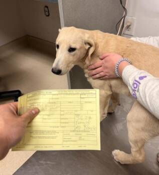 Standard Poodle and Shepherd Dogs Available for Adoption - Missy Dabice | PetCurious