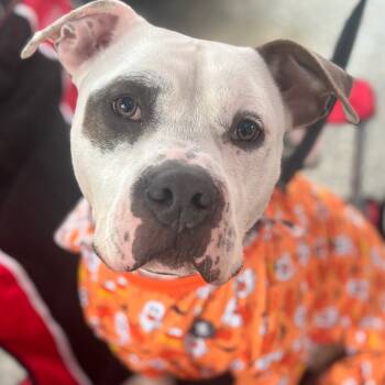 Rescue American Staffordshire Terrier Dogs for Adoption in St. Peters, Missouri - Travis | PetCurious