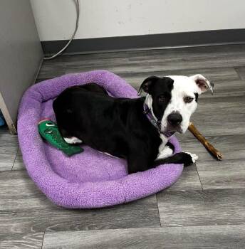 Zeus -  American Bulldog Dog for Adoption in Lakeland, Florida - Zeus | PetCurious
