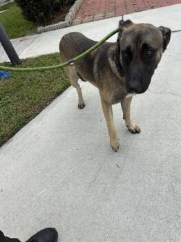German Shepherd Dog and Mixed Breed Dogs Available for Adoption in Doral, Florida - BILLY | PetCurious