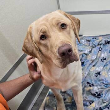 BUSTER YELLOW -  Yellow Labrador Retriever Dog for Adoption in Holton, Kansas - BUSTER YELLOW | PetCurious