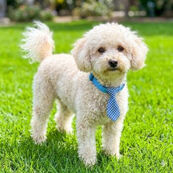 Miniature Poodle and Bichon Frise Dogs Available for Adoption in Las Vegas, Nevada - Nilla Wafer | PetCurious