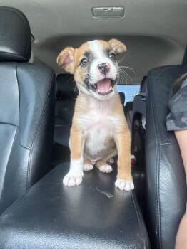 Rescue Mixed Breed Dogs for Adoption in Charleston, South Carolina - Dobby | PetCurious