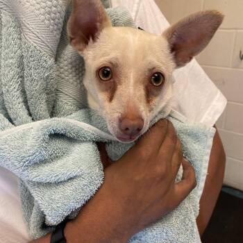 Mixed Breed Dogs Available for Adoption in Bartlett, Tennessee - Rocko | PetCurious