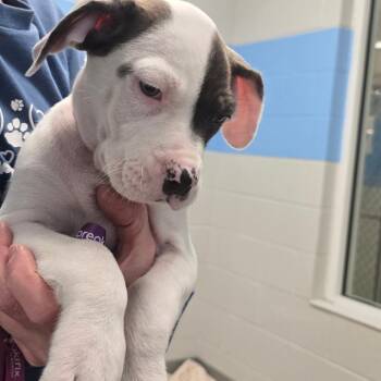 Pit Bull Terrier Dogs Available for Adoption - Cleo | PetCurious