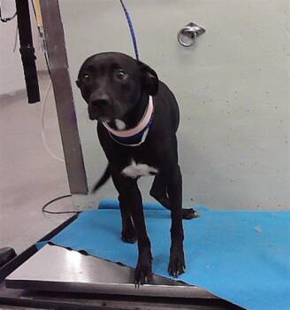 POPPY -  Labrador Retriever and Mixed Breed Dog for Adoption in Houston, Texas - POPPY | PetCurious
