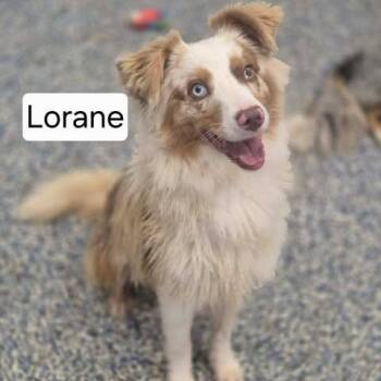 Lorane -  Australian Shepherd Dog for Adoption in Dover, Arkansas - Lorane | PetCurious