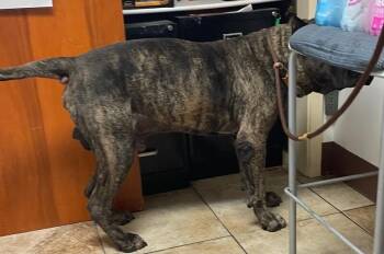 Big Frank -  Mixed Breed Dog for Adoption in Cincinnati, Ohio - Big Frank | PetCurious