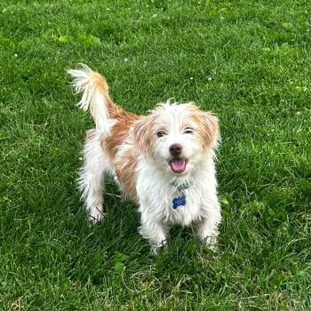 Habanero -  Terrier Dog for Adoption in De Pere, Wisconsin - Habanero | PetCurious