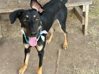 DESOTO -  Doberman Pinscher Dog for Adoption in Tulsa, Oklahoma - DESOTO | PetCurious