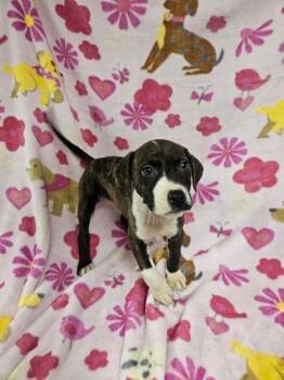 Mixed Breed Dogs Available for Adoption - Chris | PetCurious