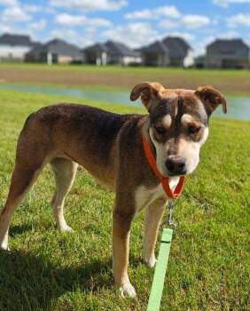 Shepherd Dogs Available for Adoption in Pearland, Texas - Leni (Leanor) | PetCurious