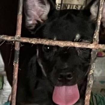 Laska -  Schnauzer and Mixed Breed Dog for Adoption in Calverton, New York - Laska | PetCurious