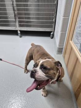 Vc 2 -  American Bulldog Dog for Adoption in Lawrenceville, Georgia - Vc 2 | PetCurious