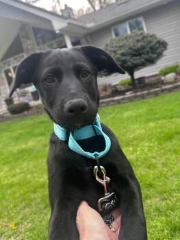 Labrador Retriever Dogs Available for Adoption in Marine City, Michigan - Eden | PetCurious