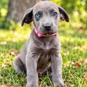 Hera -  Great Dane Dog for Adoption in Lucedale, Mississippi - Hera | PetCurious