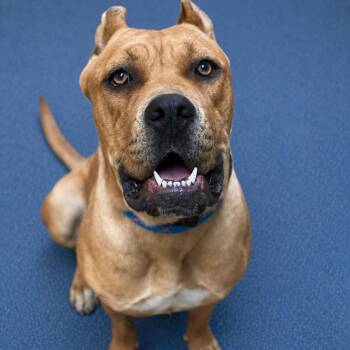 Cane Corso and Mixed Breed Dogs Available for Adoption in Riverside, California - Hazel | PetCurious