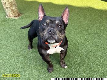 TYRION -  Mixed Breed Dog for Adoption in West Palm Beach, Florida - TYRION | PetCurious