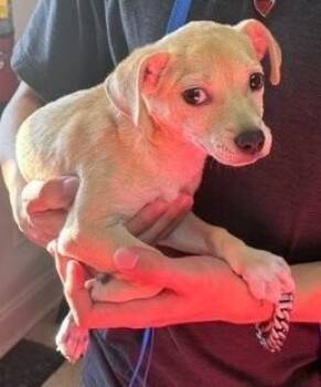 Carlos -  Chihuahua Dog for Adoption in Dawson, Georgia - Carlos | PetCurious