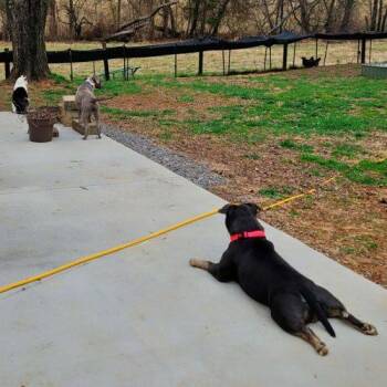 American Staffordshire Terrier and Mixed Breed Dogs Available for Adoption - Liz | PetCurious