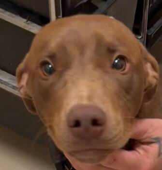 Rescue Pit Bull Terrier Dogs for Adoption in Elizabethton, Tennessee - SCAMPI | PetCurious