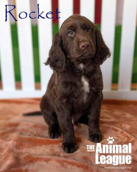 Rescue English Springer Spaniel and Chocolate Labrador Retriever Dogs for Adoption in Groveland, Florida - Rocket | PetCurious