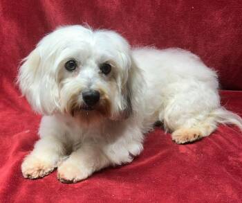 BAILEY (ohiosdrescue(AT)gmail.com) -  Coton De Tulear Dog for Adoption in Elyria, Ohio - BAILEY (ohiosdrescue(AT)gmail.com) | PetCurious