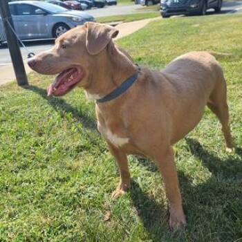 Rescue Labrador Retriever Dogs for Adoption in Manhasset, New York - Sammy | PetCurious