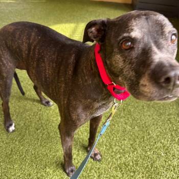 Kali -  Bull Terrier Dog for Adoption in West Palm Beach, Florida - Kali | PetCurious