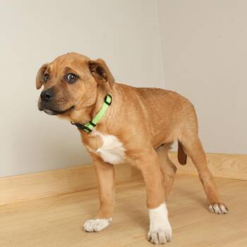 Mountain Cur and Retriever Dogs Available for Adoption - Calvin D68213 | PetCurious