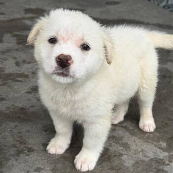 Prickly Pear -  Mixed Breed Dog for Adoption in Buffalo, Minnesota - Prickly Pear | PetCurious