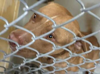 Pit Bull Terrier Dogs Available for Adoption in Tulsa, Oklahoma - MARINO | PetCurious