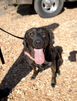 Mixed Breed Dogs Available for Adoption - Birdie | PetCurious