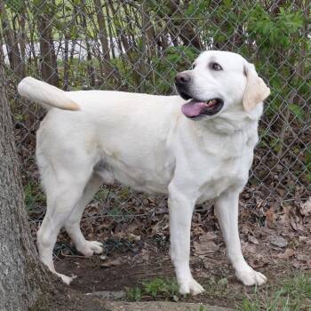 Labrador Retriever Dogs Available for Adoption in Mckean, Pennsylvania - Brady | PetCurious