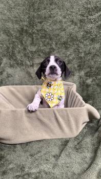 Beagle Dogs Available for Adoption in Knoxville, Tennessee - Beanie | PetCurious