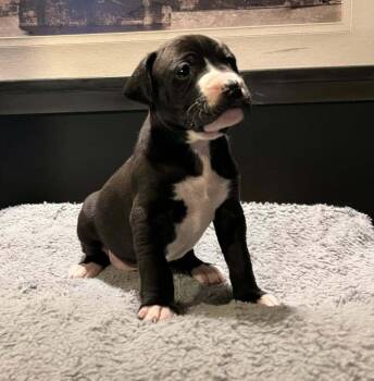 Boxer and Poodle Dogs Available for Adoption - August | PetCurious