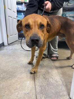 Twix -  Bullmastiff Dog for Adoption in Morgantown, Kentucky - Twix | PetCurious