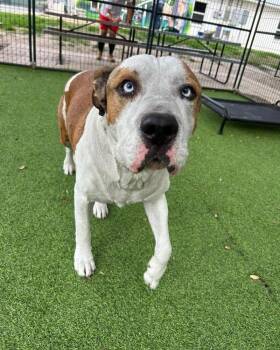 Staffordshire Bull Terrier Dogs Available for Adoption in Lakeland, Florida - Hooch | PetCurious