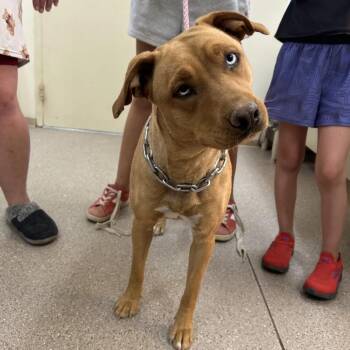 Frejya -  Pit Bull Terrier Dog for Adoption in Fallon, Nevada - Frejya | PetCurious