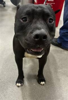 KING -  Pit Bull Terrier Dog for Adoption - KING | PetCurious