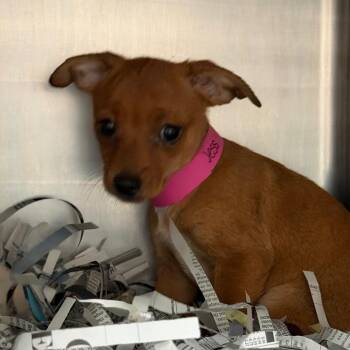 Chihuahua and Mixed Breed Dogs Available for Adoption in Lakeland, Florida - Jess | PetCurious