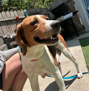 Rescue Treeing Walker Coonhound and Coonhound Dogs for Adoption in New York, New York - Delilah | PetCurious
