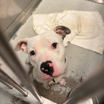 Rescue Mixed Breed Dogs for Adoption in Davenport, Iowa - Jesse Pinkman | PetCurious