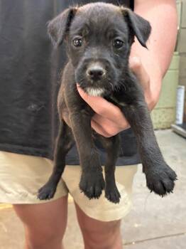 Wirehaired Terrier Dogs Available for Adoption in Swainsboro, Georgia - Digger | PetCurious