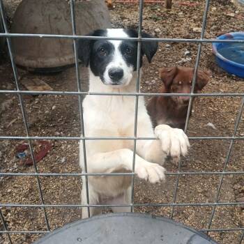 ZANEY -  Australian Shepherd Dog for Adoption in Spring, Texas - ZANEY | PetCurious