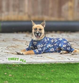 Sweet Pea -  Husky Dog for Adoption in Sandy Hook, Manitoba - Sweet Pea | PetCurious