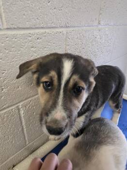 Shepherd and Mixed Breed Dogs Available for Adoption - Dexter | PetCurious