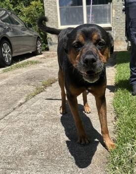 ROTTIE -  Rottweiler and Mixed Breed Dog for Adoption in Dallas, Texas - ROTTIE | PetCurious