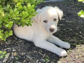 Labrador Retriever Dogs Available for Adoption in The Woodlands, Texas - Leilani | PetCurious